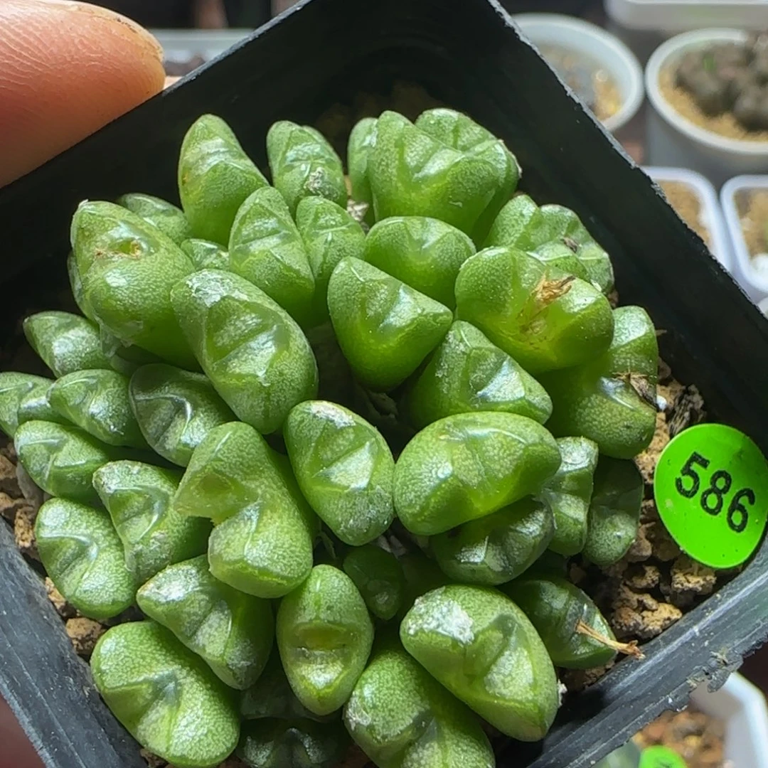 荧光绿嘟嘟嘴多肉植物586