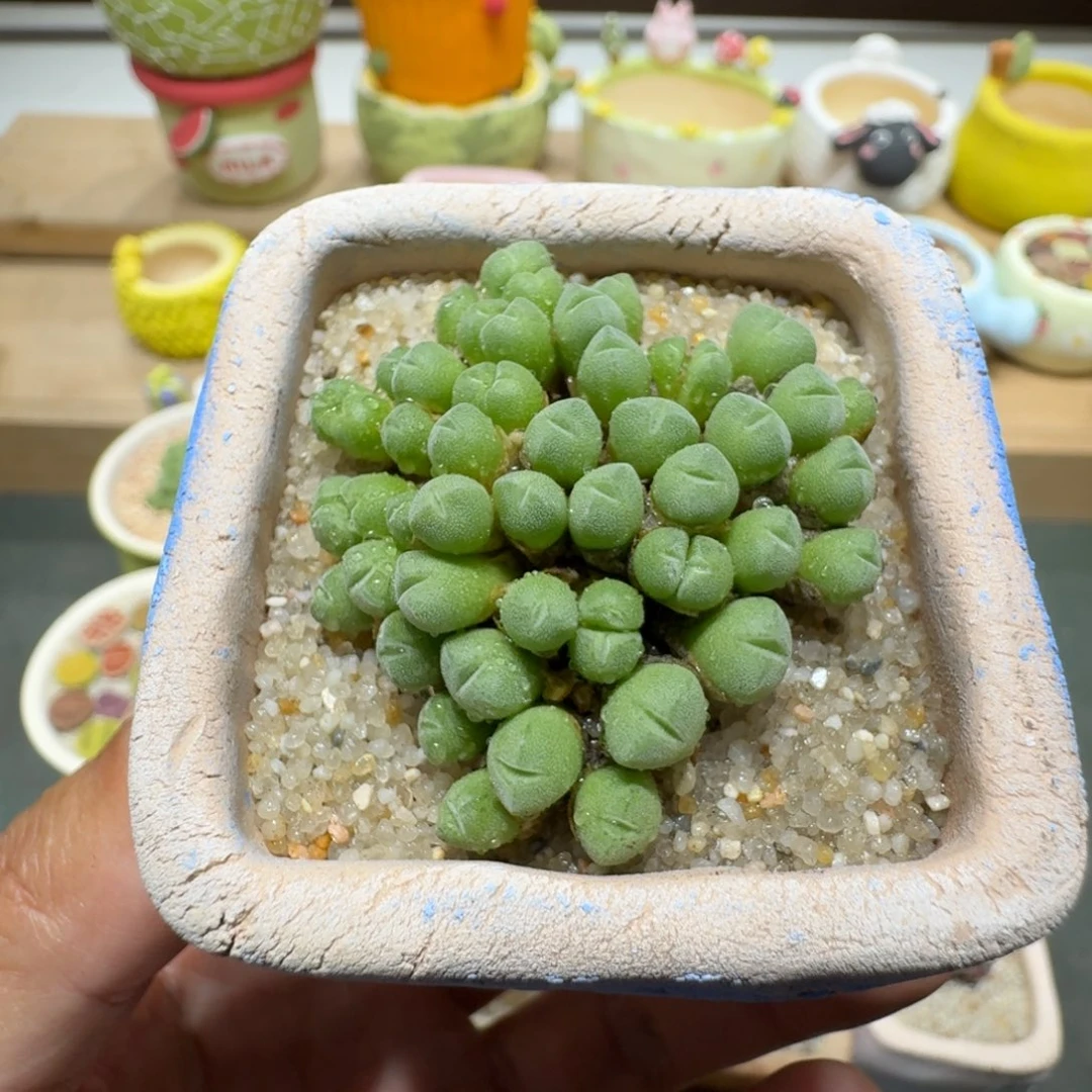蘑菇293小米雏小米雏