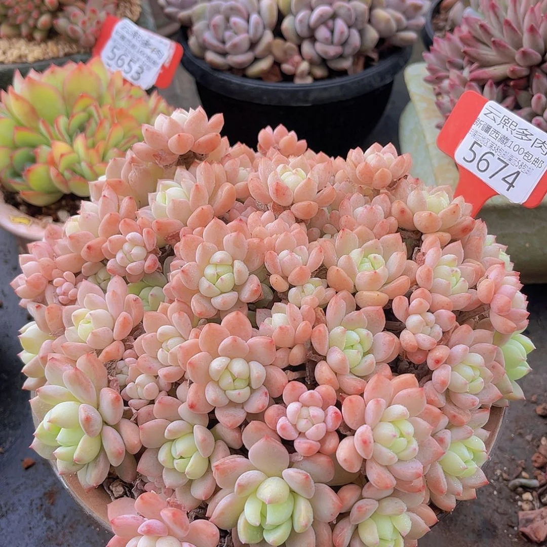 我***鱼5674小桃红多肉植物