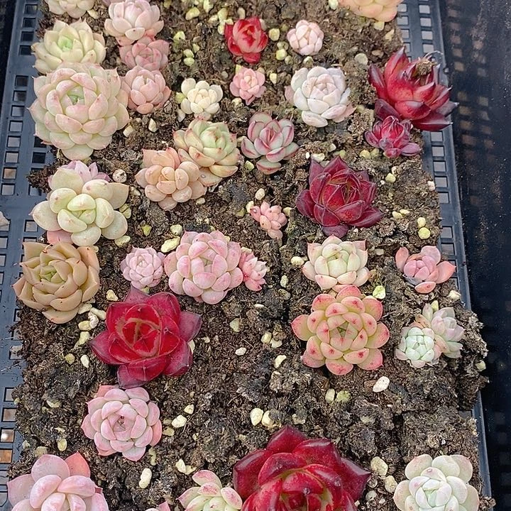69 多肉植物盆栽花卉植物
