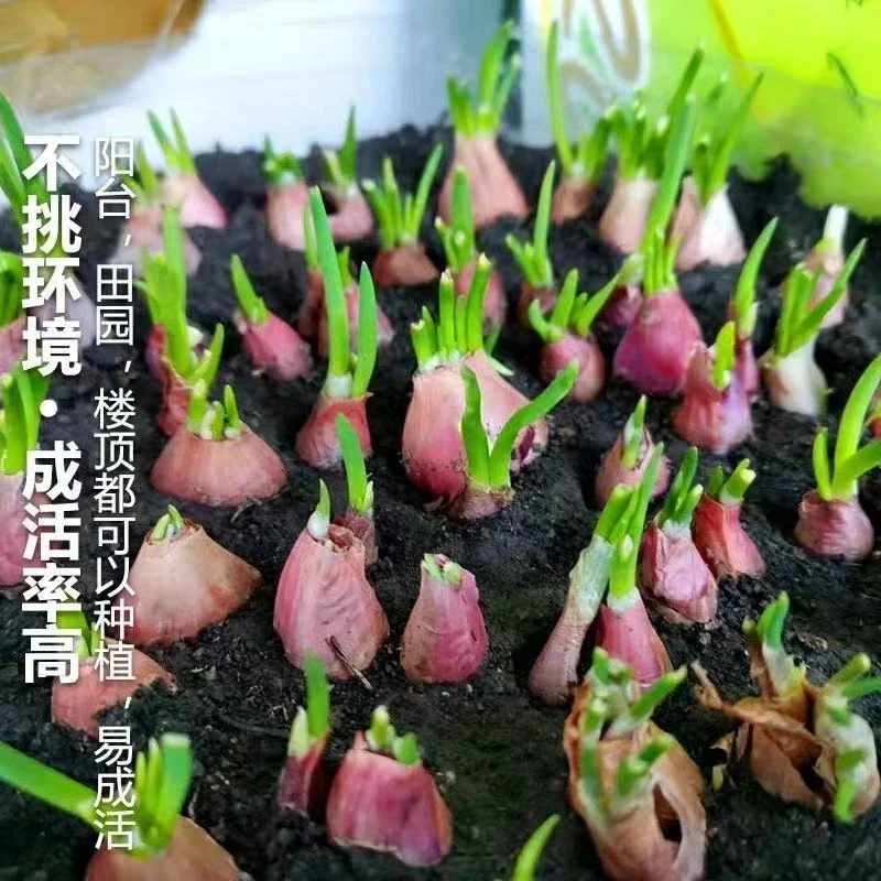 正宗红葱头四季小香葱种头可用于阳台盆栽种植