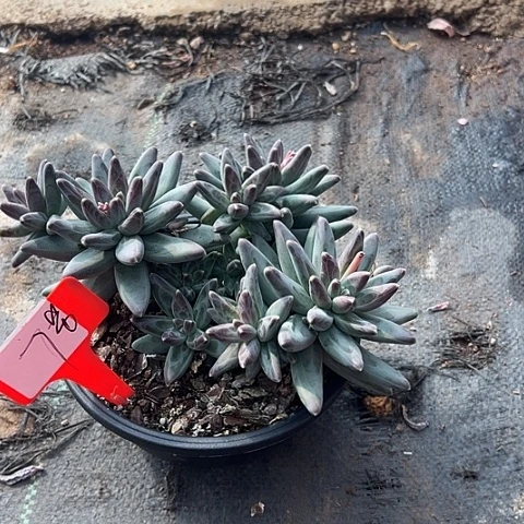 雨***u7凤羽带盆一个多天哦肉