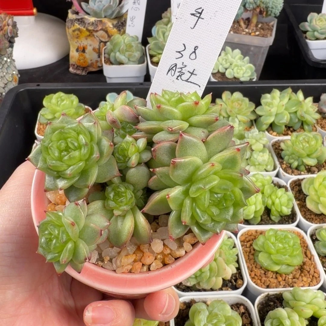 M***手剪刀一颗灯泡珍妮八头群脱土