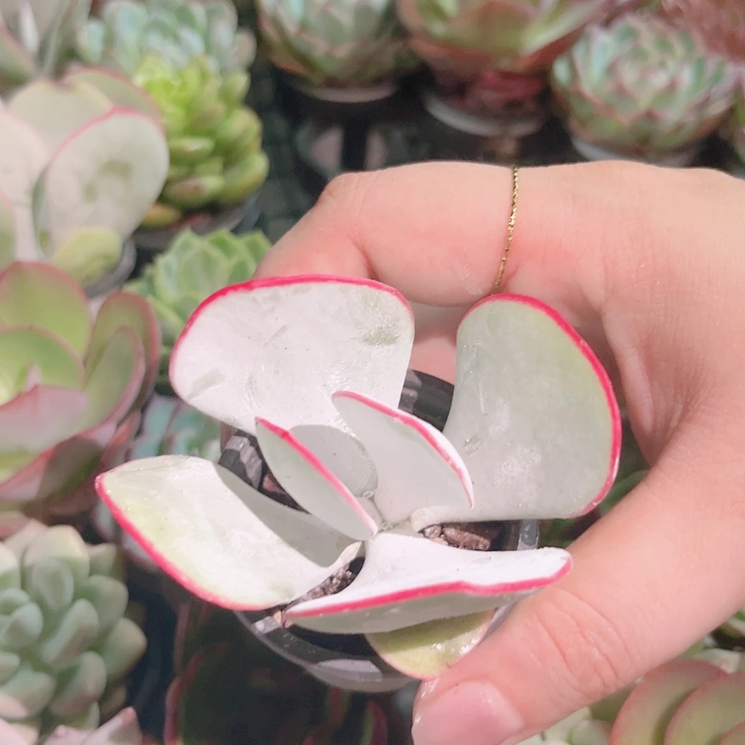 多肉植物白眉量拍