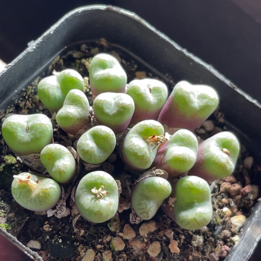 7方安贞大群特价～11