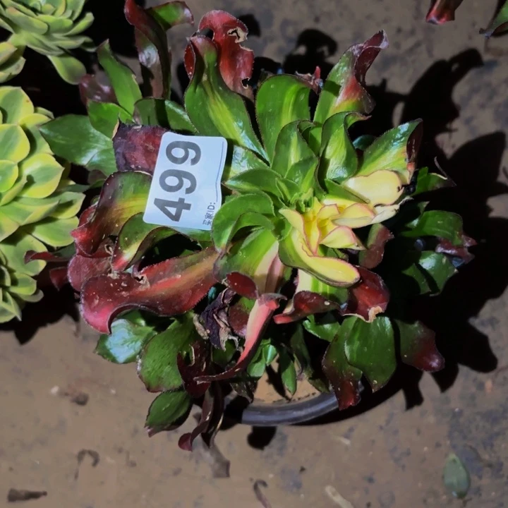 499魅影七彩多肉植物不售后中班