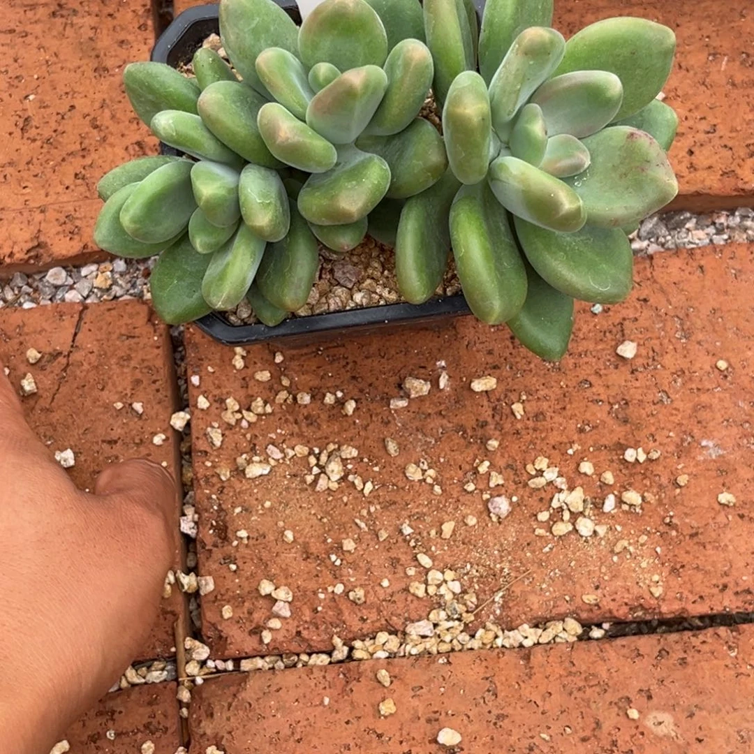x系多肉植物三头846