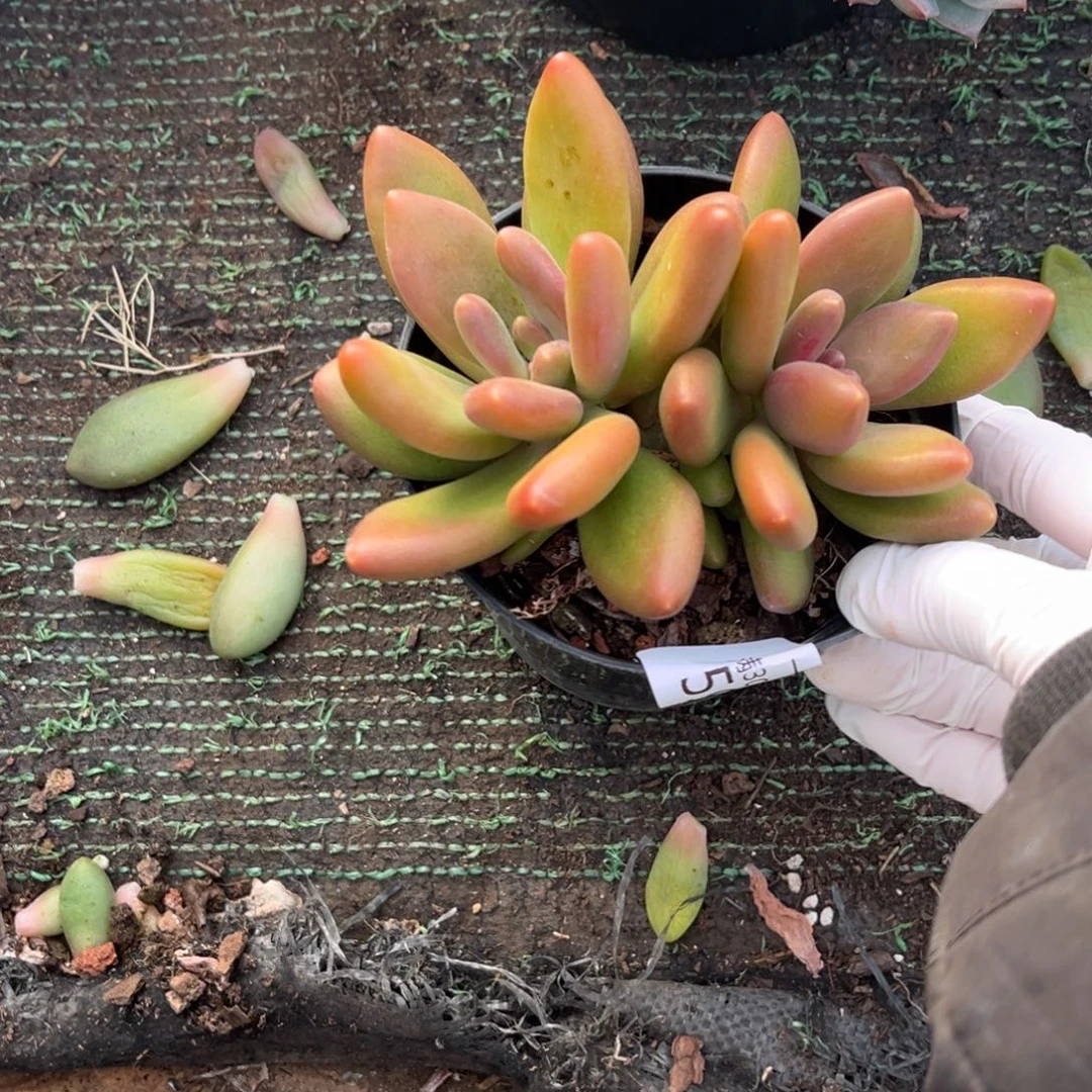 590双头芒果奶多肉小小礼物