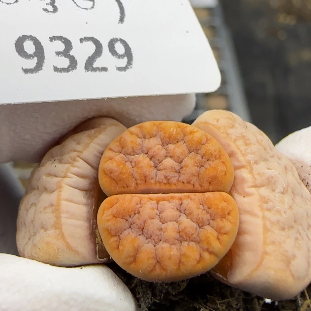 9329。默认脱土。18包邮。偏远88包邮