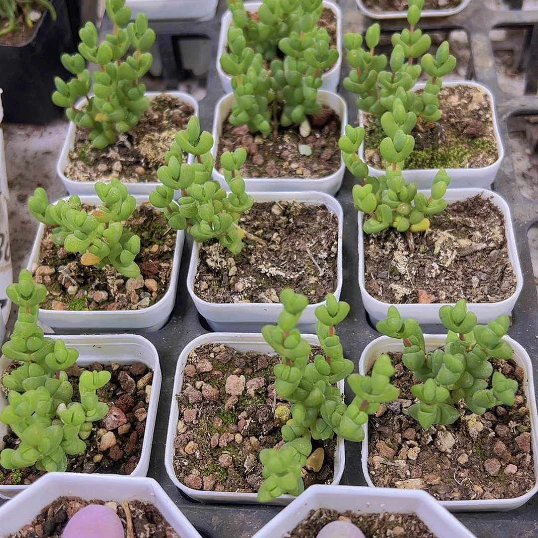 元宝枝干19包邮多肉植物