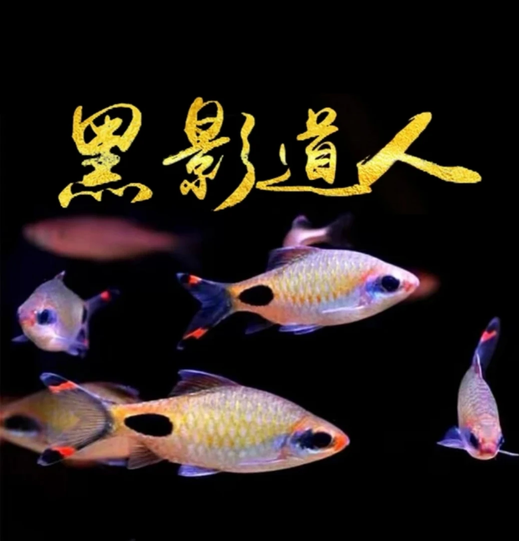 红唇红线黑影道人 红鳍蓝黑影道人鱼蓝线黑影道人观赏鱼 道金斯鲃