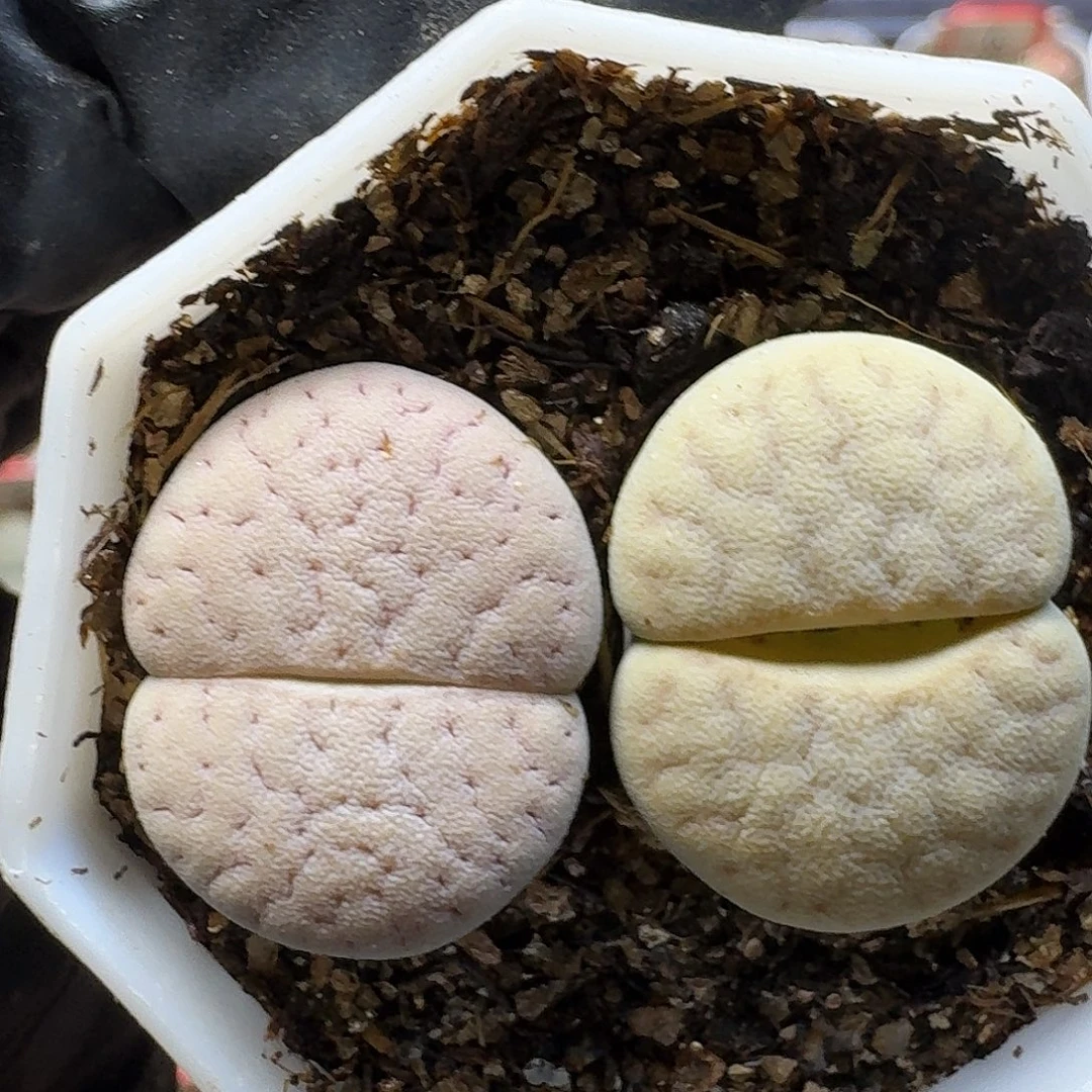 生石花23:：：/。   167