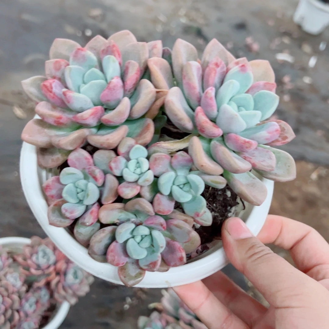 花斑露双头起发带仔