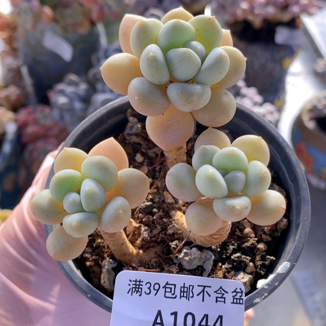 泡泡糖老桩6cm1044多肉植物