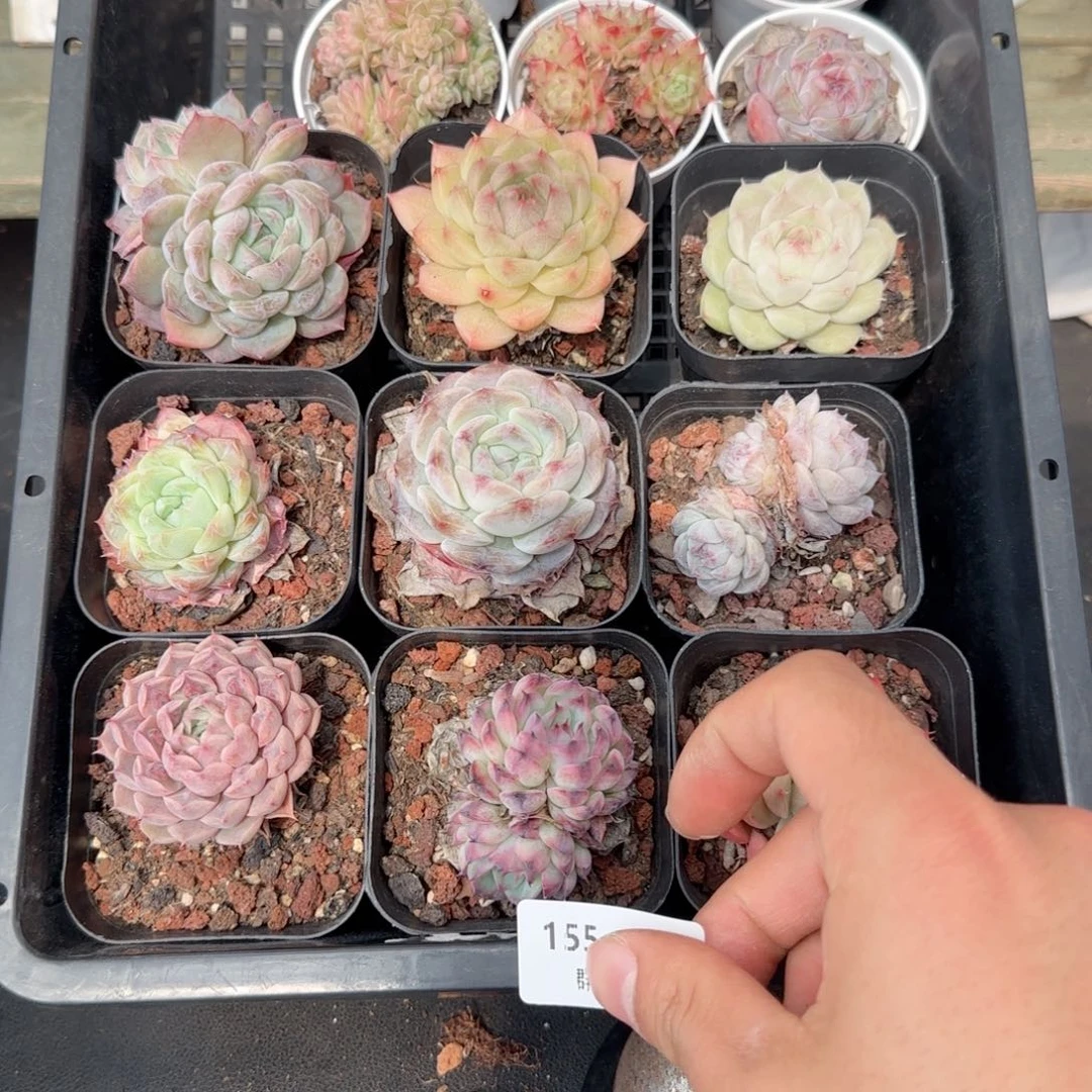 框拍框拍0209-155