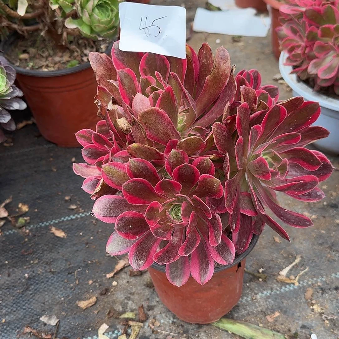 静*45多肉植物保护研究所