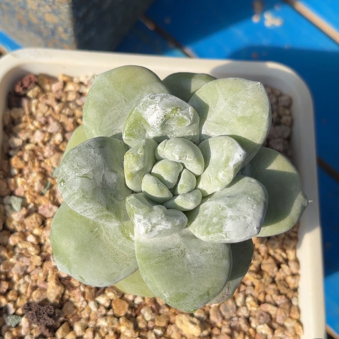 拇指，仙女杯多肉。