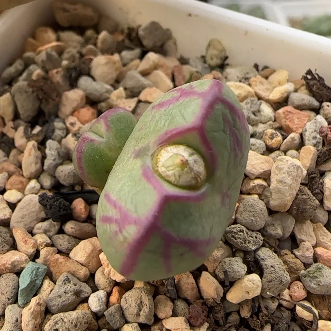 12-16-2-3当天满38包邮少将杂交1.9cm有干疤脱土