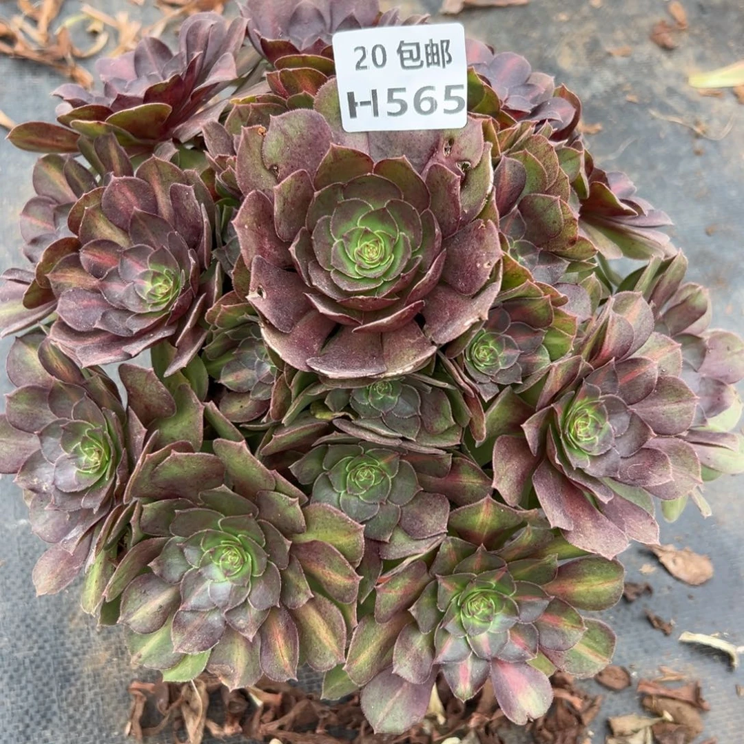 565红茶，多肉法师