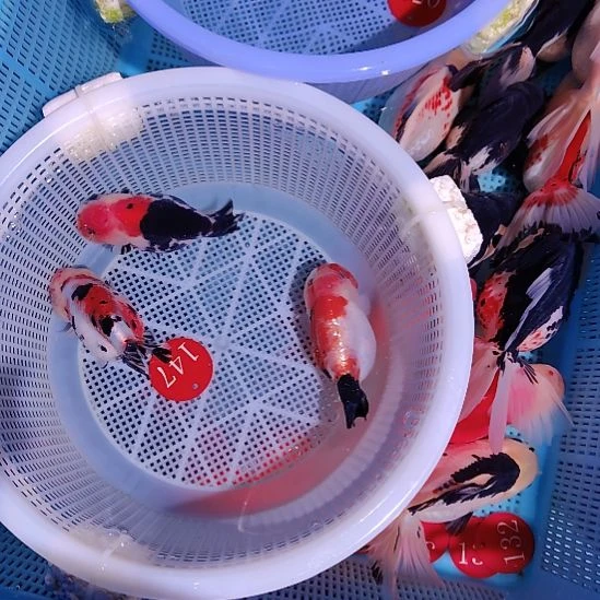 金鱼147兰寿三只特价顺丰包邮