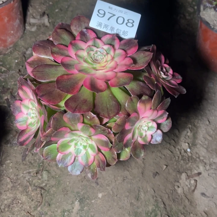 9780荔枝的的的多