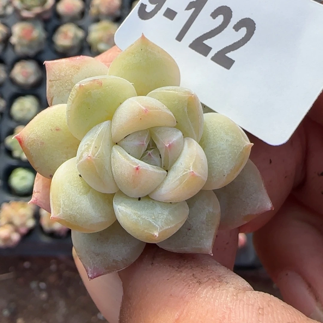 小卡拉米糖心一物一拍