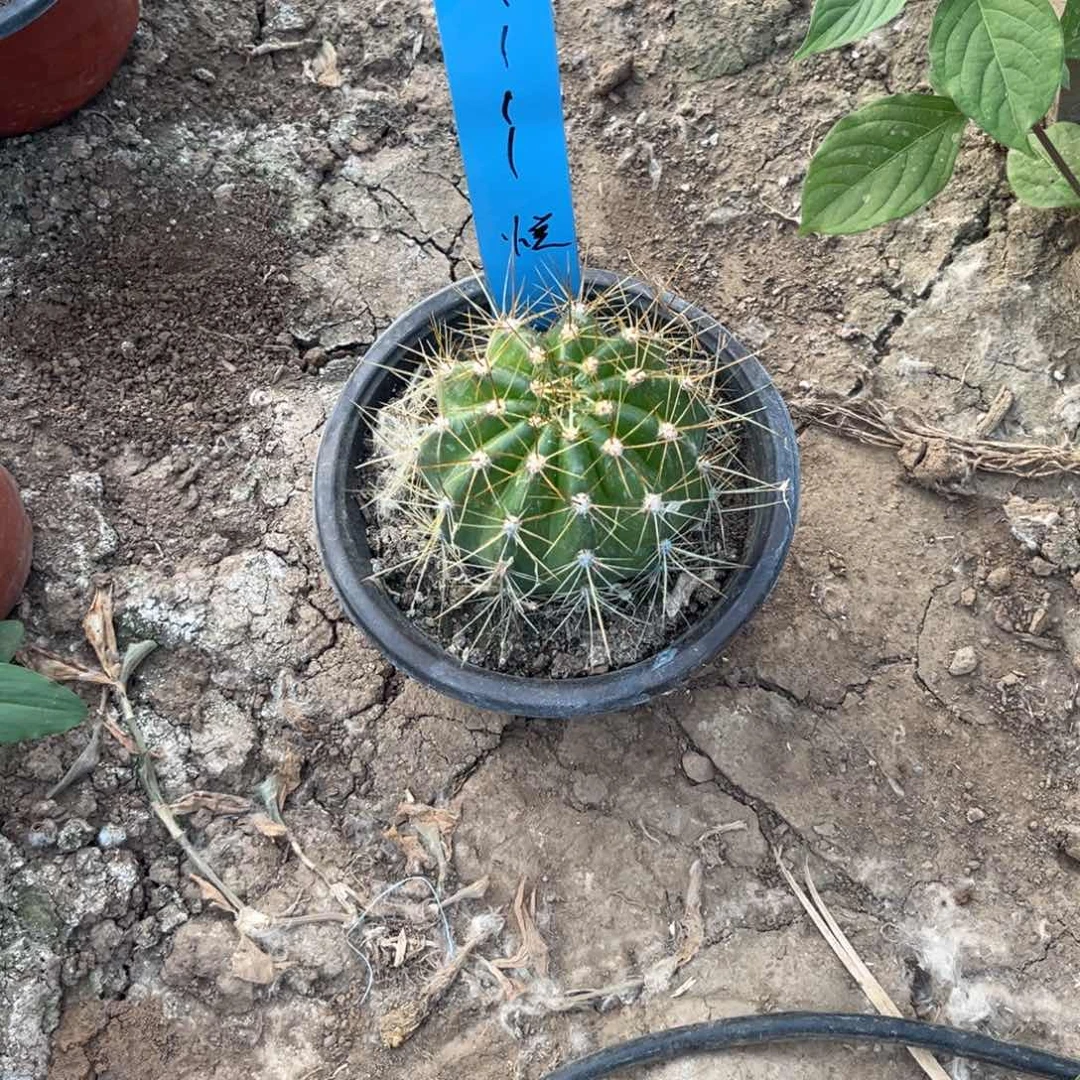 悦****！自选毛花柱克斯丁
