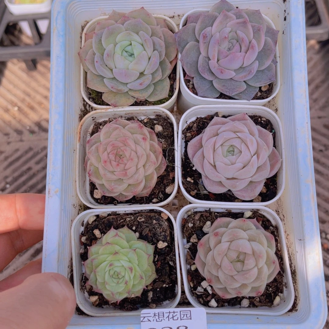 28多肉植物一物一拍链接