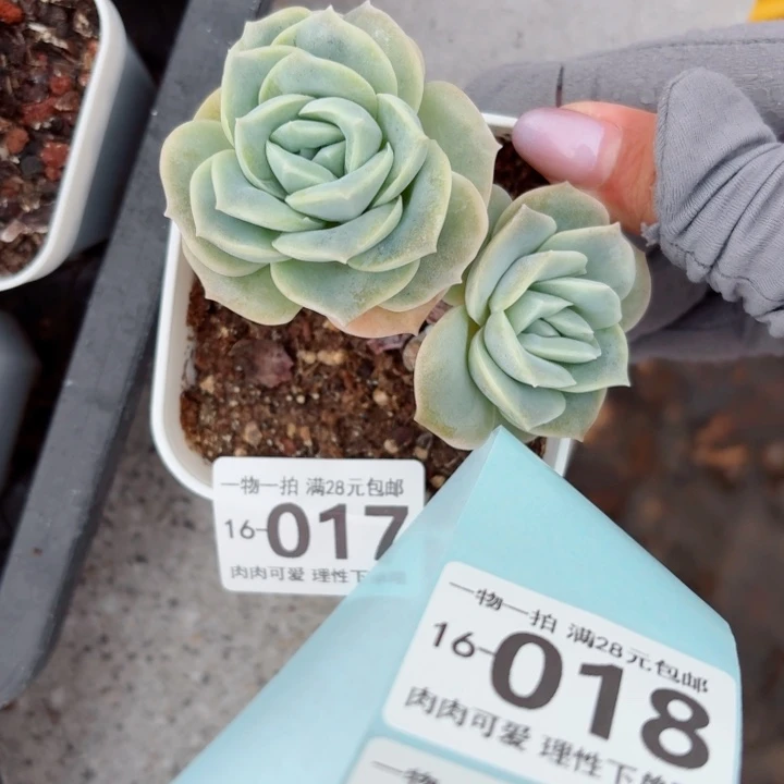 可爱玫瑰无盆土发货多肉多