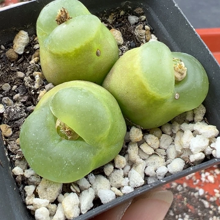 840干这个肉肉有点好看