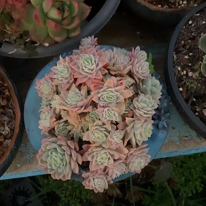 桃***～女王玫瑰锦群生多头