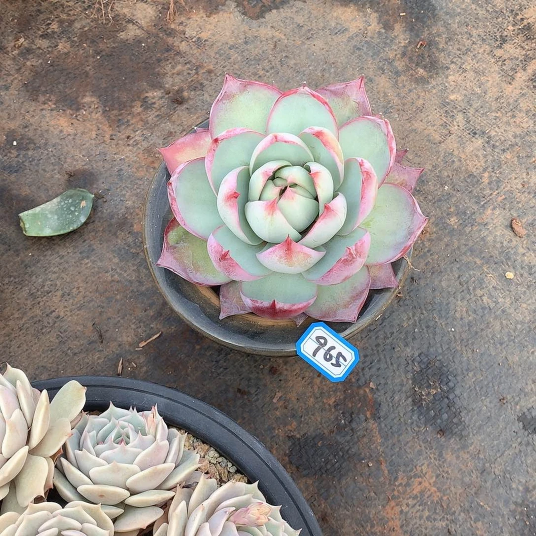 965惊鸿 一物一拍多肉