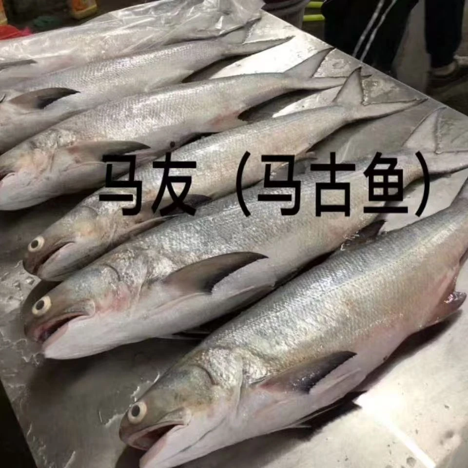 博贺渔港深海马友鱼午鱼8斤以上