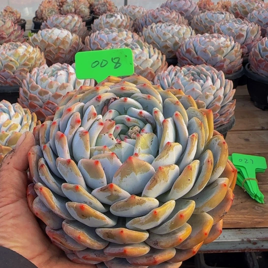 顺**意组合套餐编号零八号