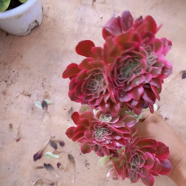 芳*00000000000000000188