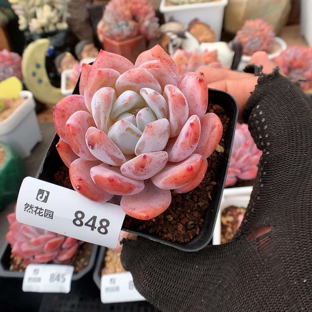 848日本雪天使多肉