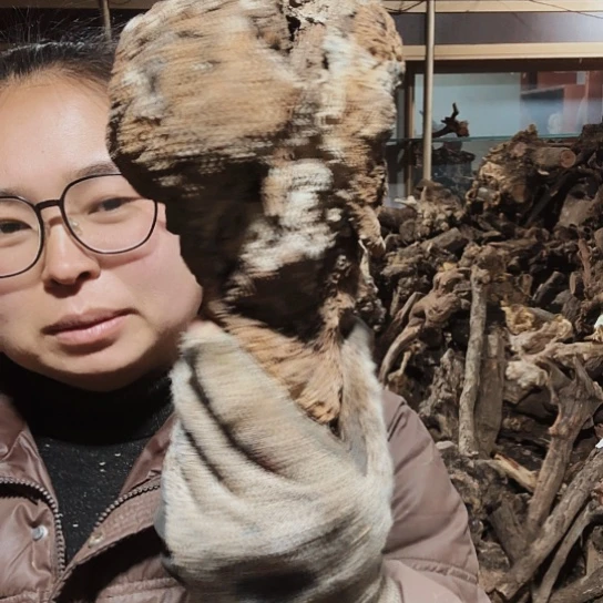 香榧木凉火琉璃的毛料摆件