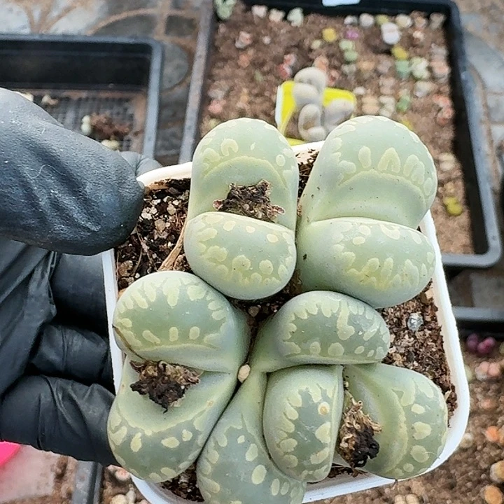 生石花1111。  81