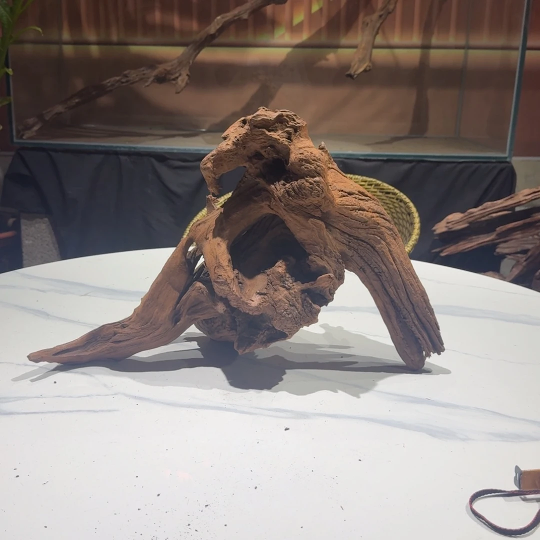 小***儿香榧木一物一拍鱼缸造景