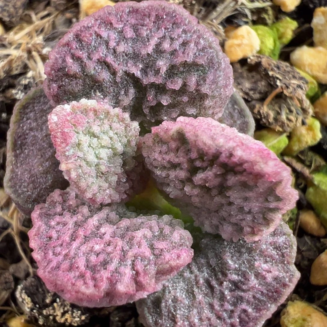 实生新品多肉植物水泡多肉植物