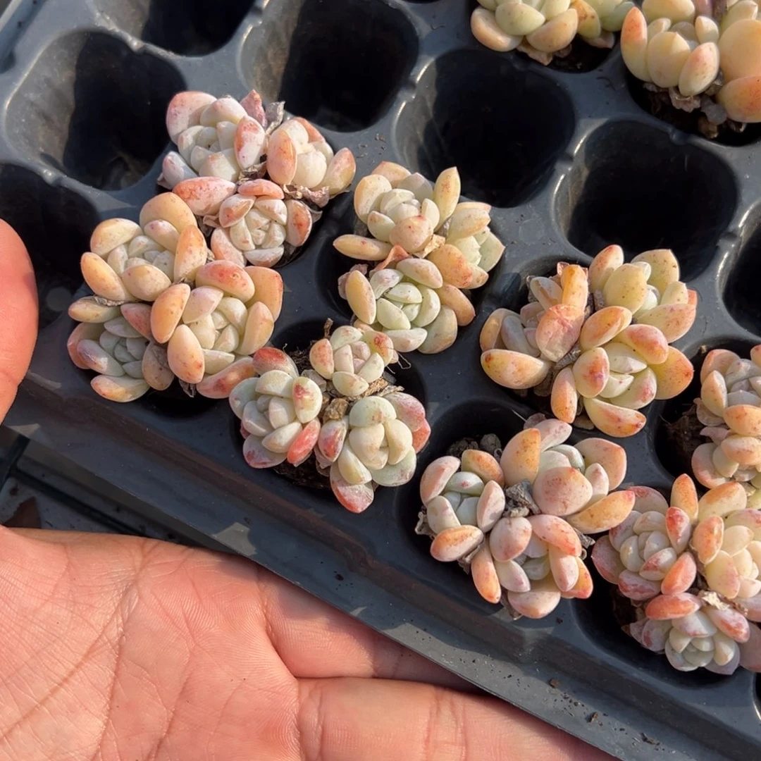 雪媚娘群到手2颗量拍多肉满18元包邮下午发货