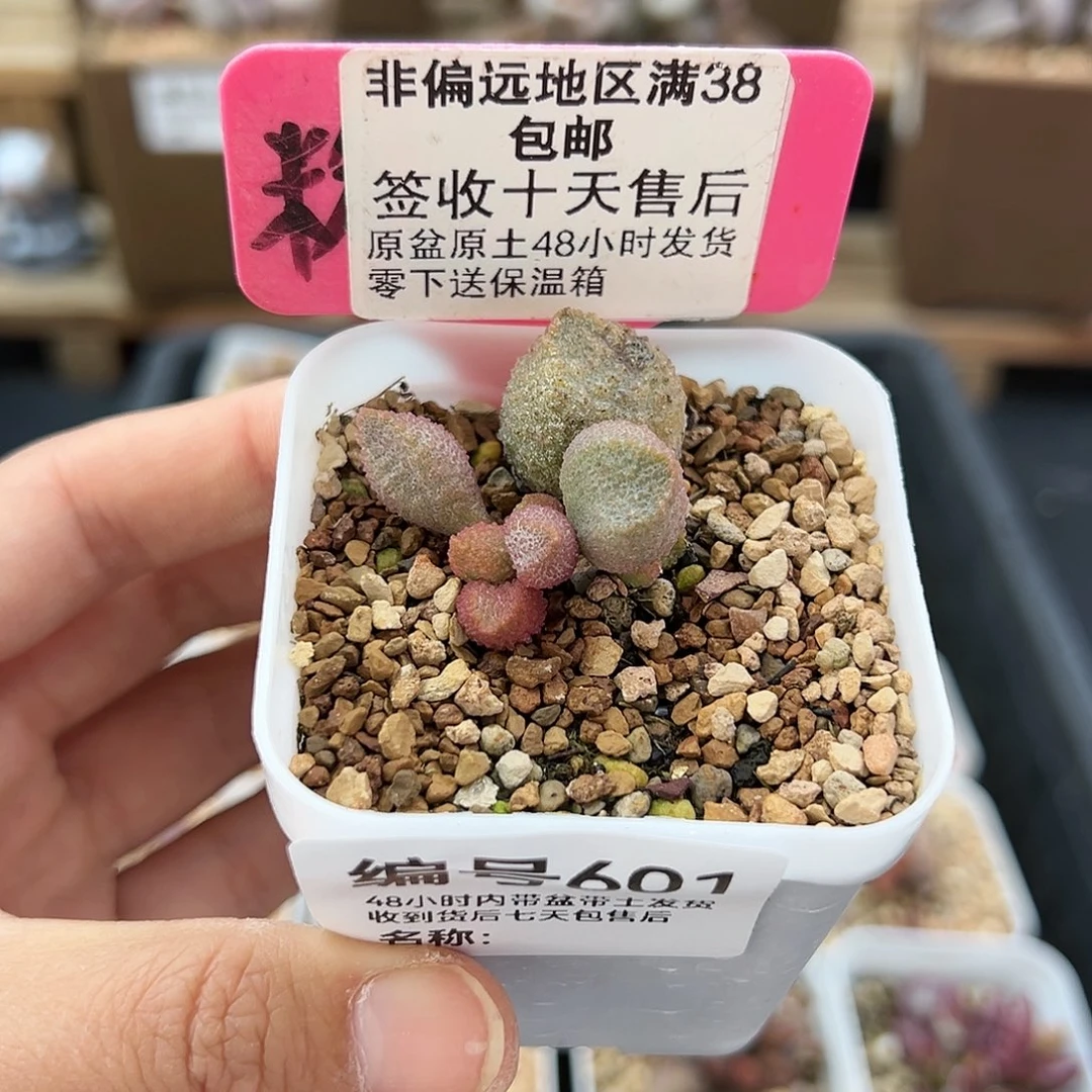 601暗恋多肉植物