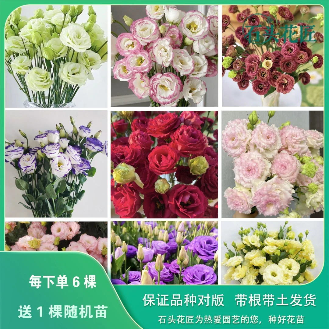 石头花匠 洋桔梗苗 重瓣无刺玫瑰18个品种 四季开花多年生