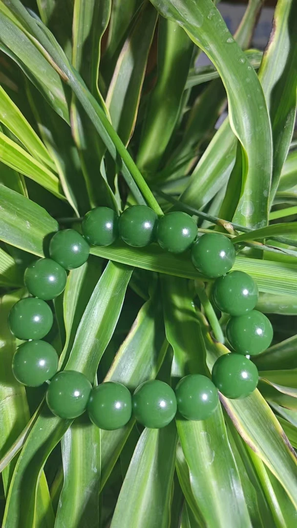 饿碧菠菜绿精美手串——————
