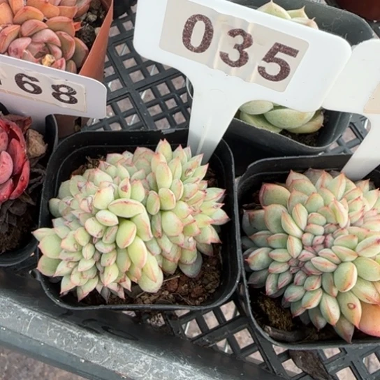 鱼****335荷花缀一物一拍多肉