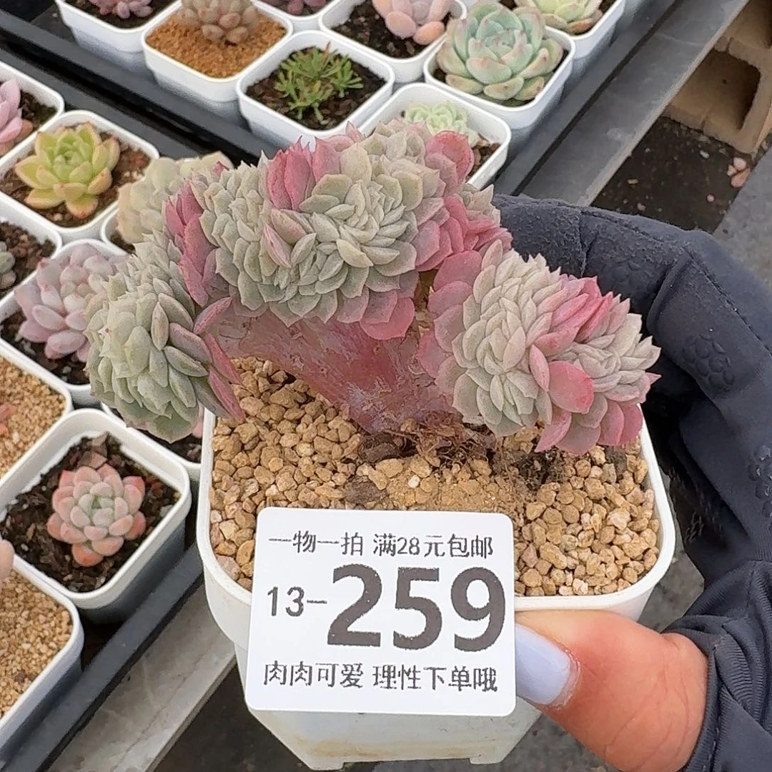 贝瑞缀化无盆土发货无盆土发货无