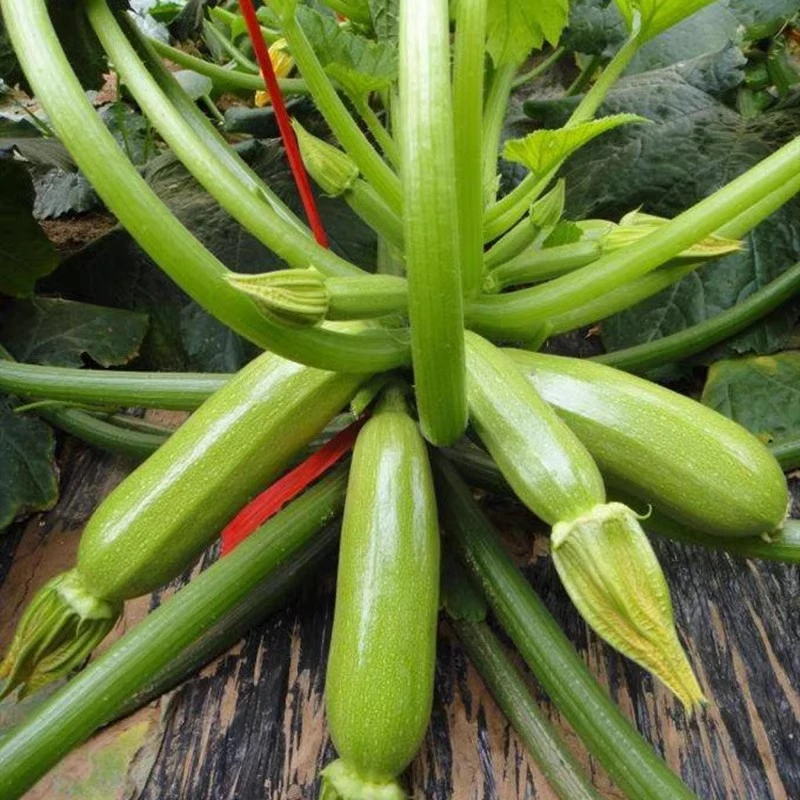 西葫芦种子西葫芦种籽高产四季春季西葫芦苗秧夏秋季蔬菜种孑大全