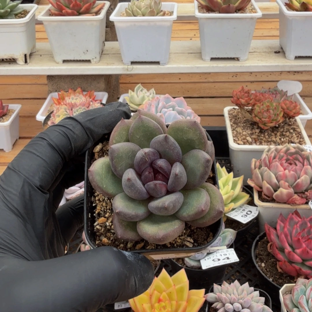 1019-96黑钻单头a