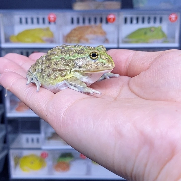 特价秒杀活动蛙哇