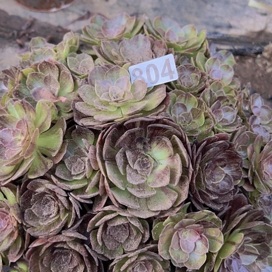 ****灵多肉植物一个魔染